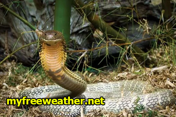 Fakta Menarik Tentang King Cobra